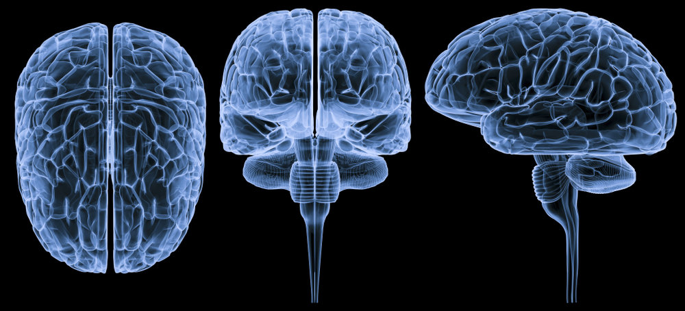 Brain 254. Симметрия мозга человека. Мозг человека с разных ракурсов.